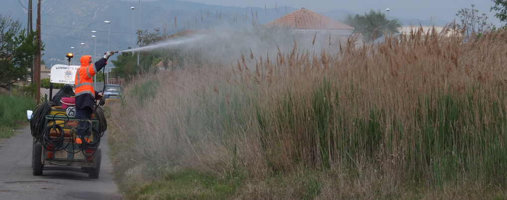 El Ayuntamiento inicia la campaña de prevención y control del mosquito tigre