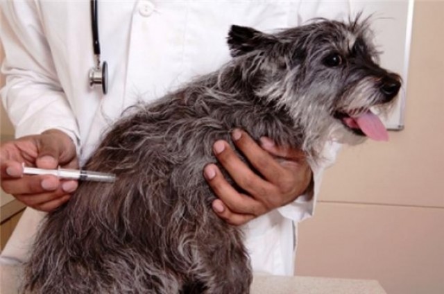La concejalía de Sanidad abre la campaña de vacunación antirrábica y de identificación canina
