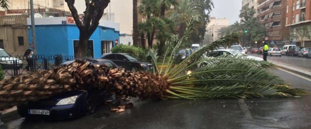 La palmera caída ayer fue a consecuencia del fuerte viento y no estaba infectada por el picudo