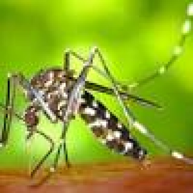 La Concejalía de Sanidad organiza una charla informativa sobre el mosquito tigre