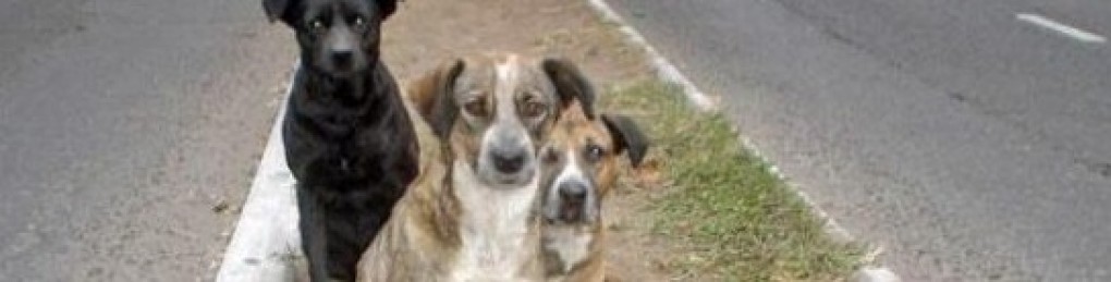 Sanidad informa que ha descendido el abandono de perros en la vía pública en Crevillent